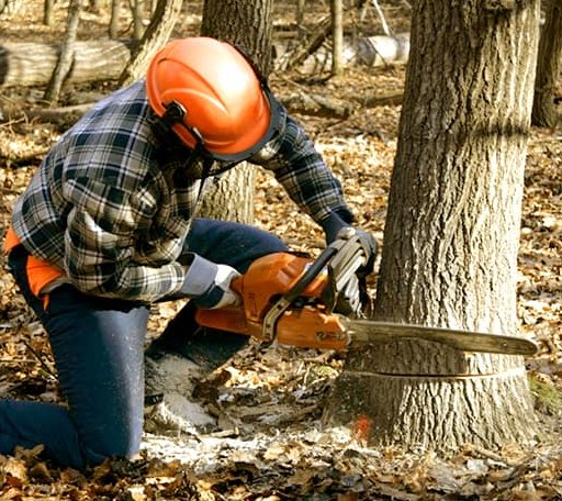 Tree Removal in Harvey, AR